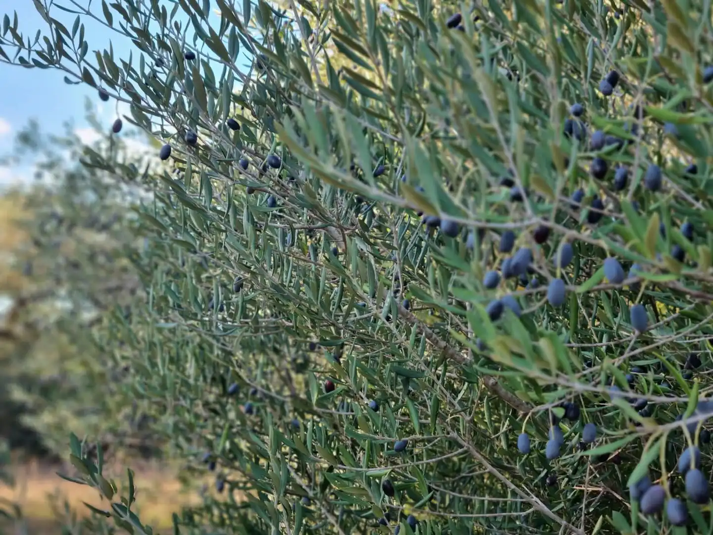 Grundstücke und Bauplätze zum Verkauf in poligono 14 parcela 31 Ginestar, imagen 21