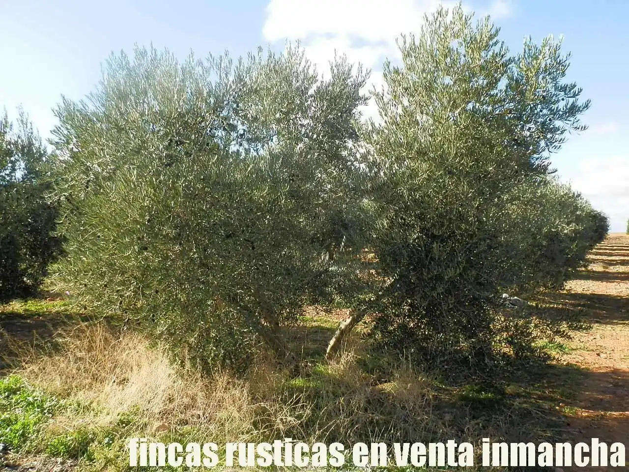 Terreno rústico en venta en Tomelloso, imagen 18