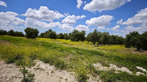 2 Parcelas de cultivo juntas en Nueva Jarilla, imatge 4