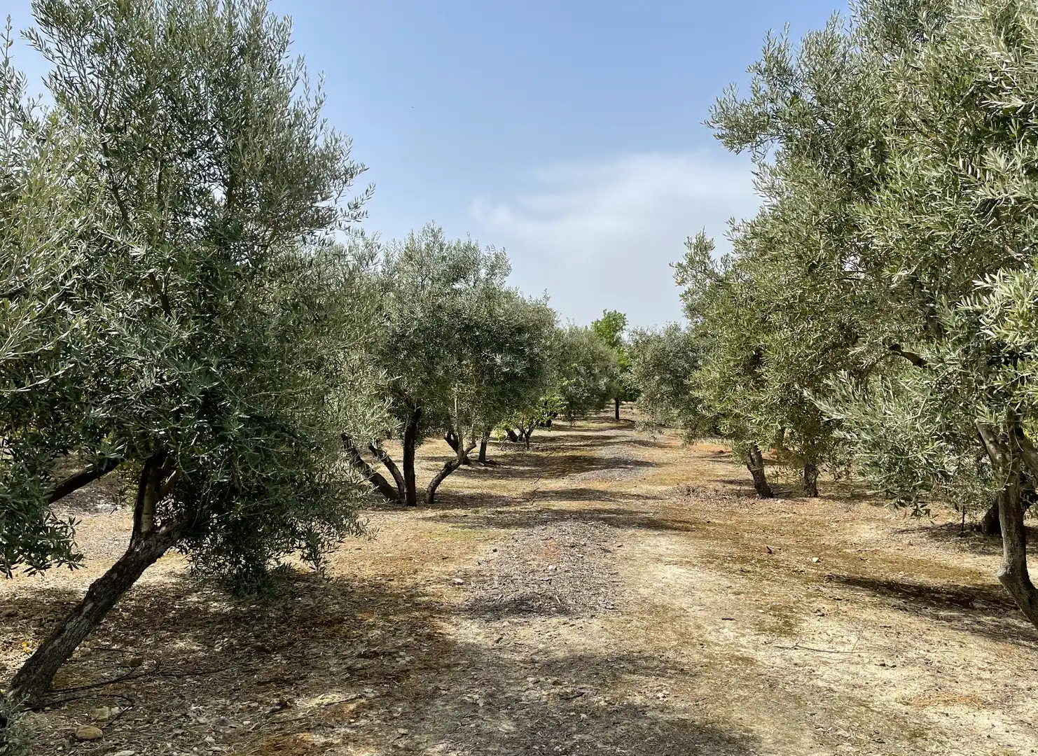 Terrenos y solares en venta en Úbeda, imagen 4