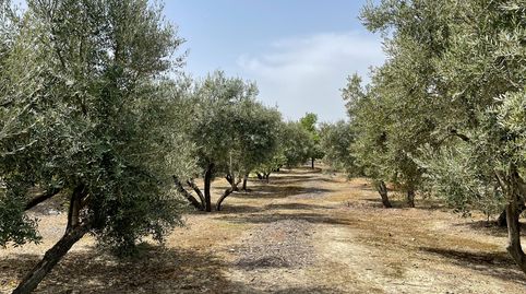 SE VENDE PARCELA RÚSTICA EN CARRETERA HUERTAÑALDA, imatge 4