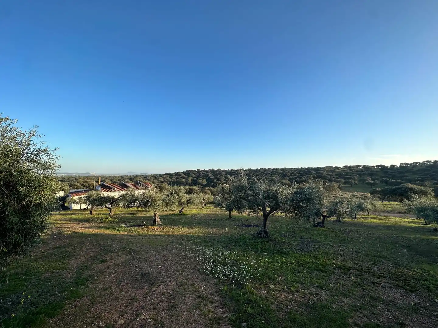 Casa o chalet en venta en Santa Amalia