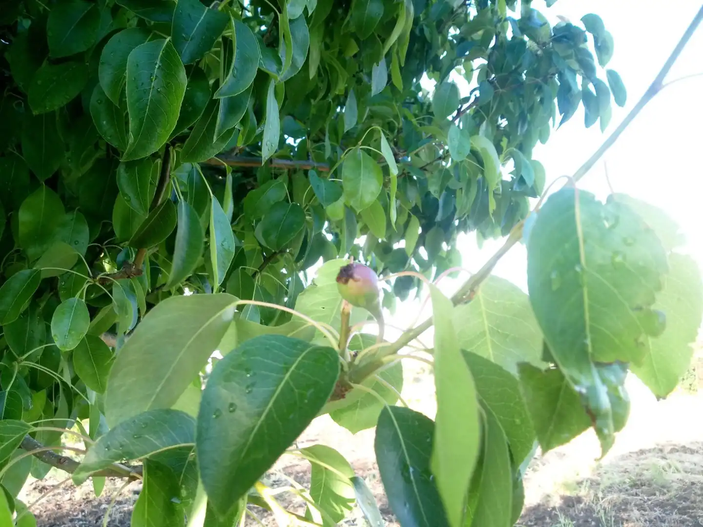 Terreni e lotti in vendita a Castilblanco de los Arroyos, imagen 18