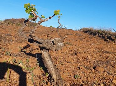 Rustikales Grundstück zum Verkauf in Carretera General Vilaflor