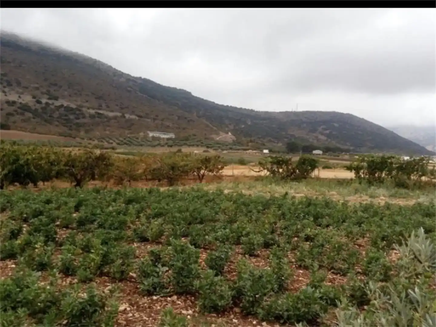 Land for sale in Alfarnate