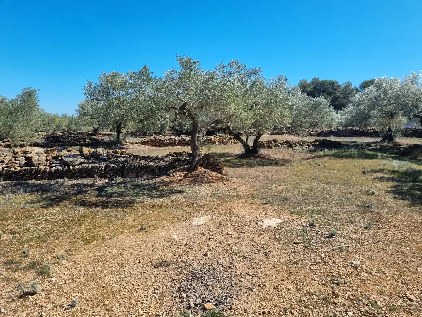 Terreno rustico in vendita a El Perelló, imagen 11