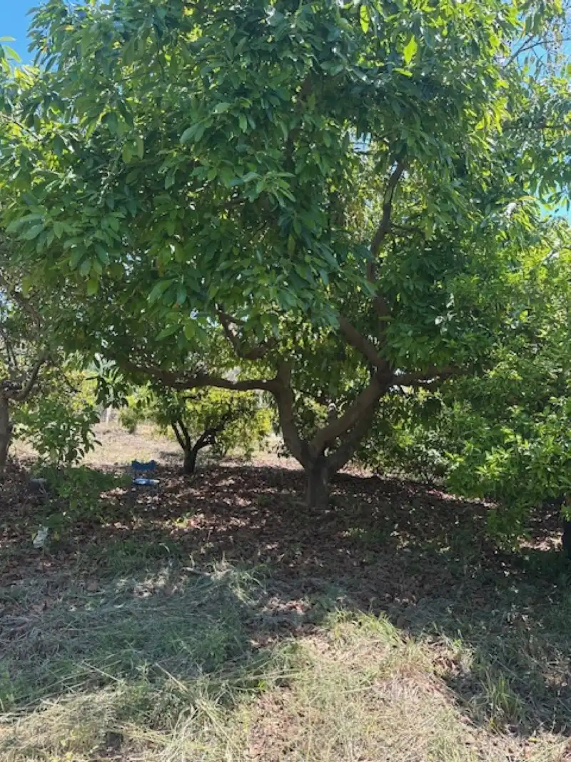 Terreno en venta en La Font d'en Carròs