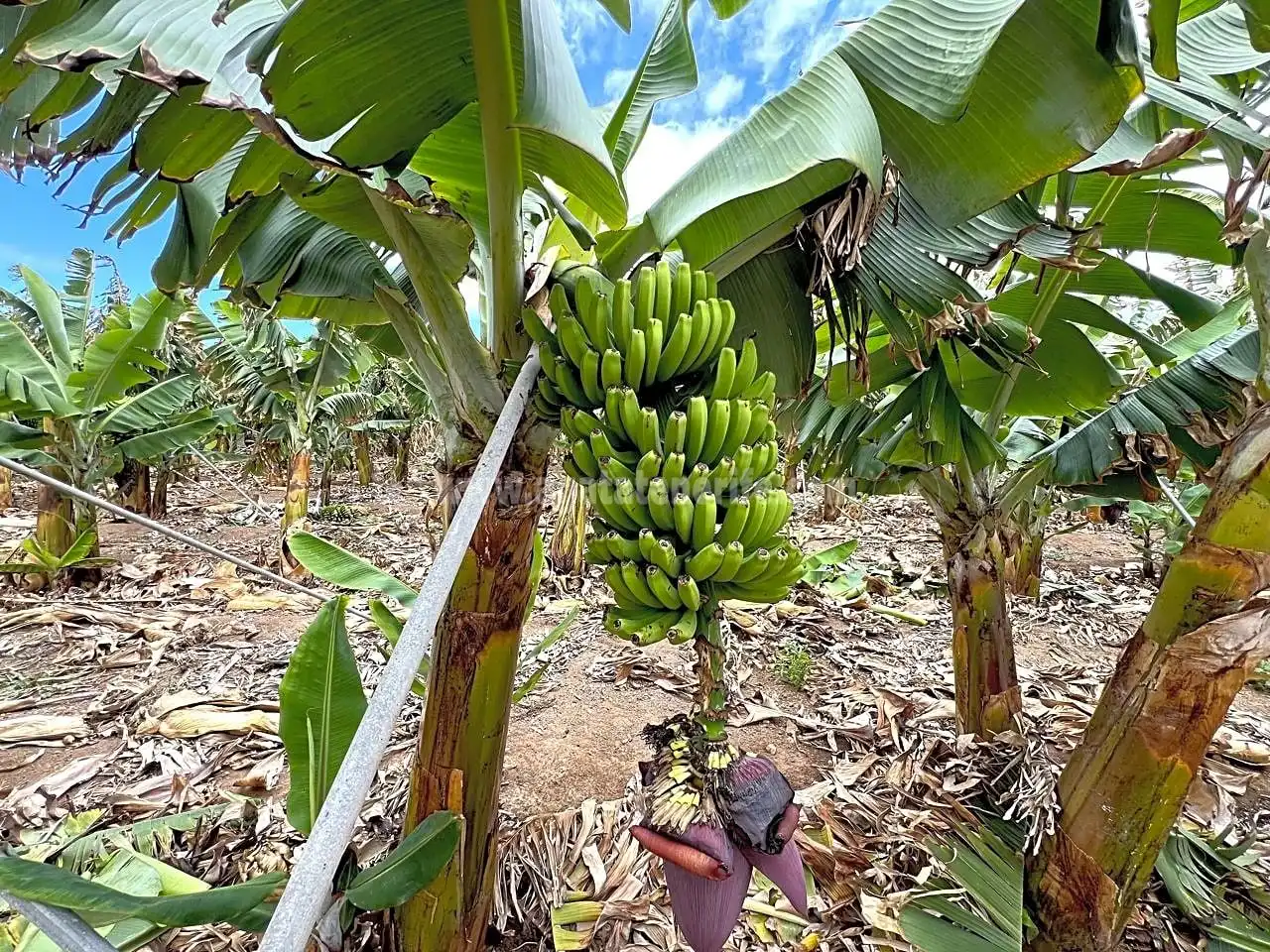 Jardín de Finca rústica en venta en Los Silos con Jardín privado y Terraza