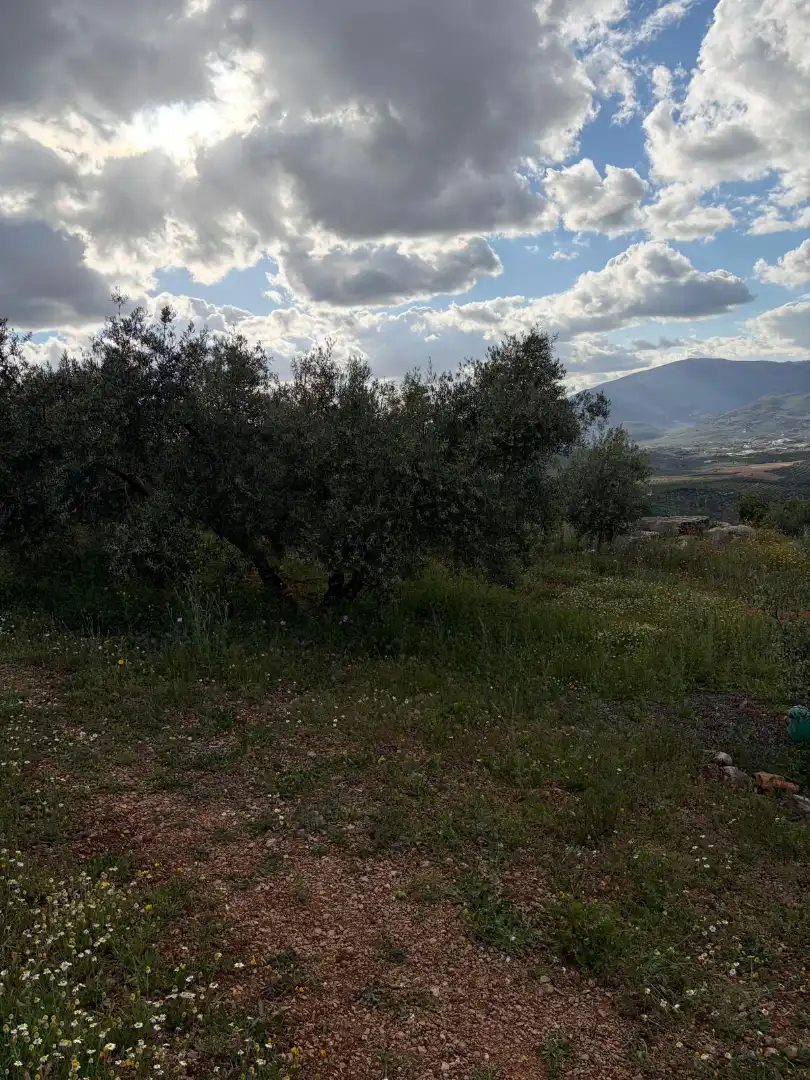 Terreny rústic en venda a Priego de Córdoba, imagen 8