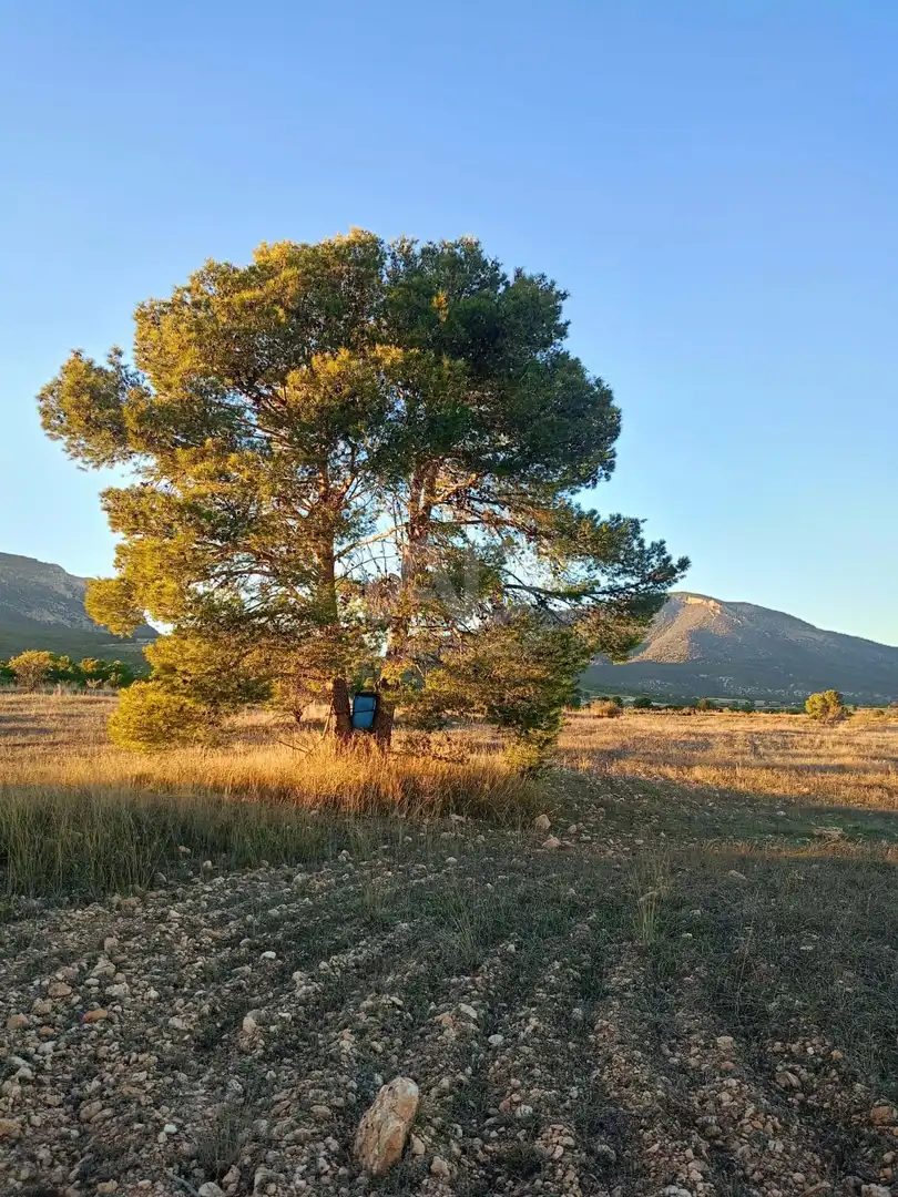 Terreno en venta en Lorca