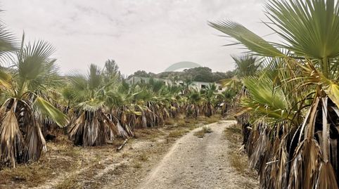 Parcela con 6.000 palmeras, 1,9 Ha. Nave 300mts, immagine 3