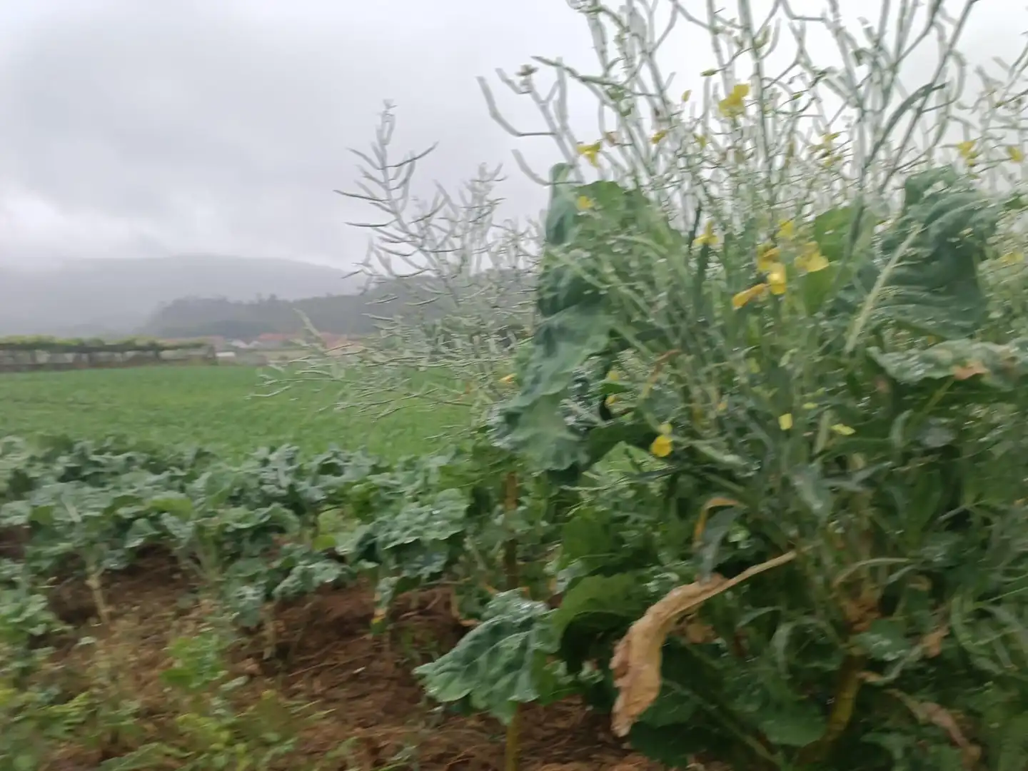 Terreno en venta en Polígono 503 Parcela 311 SAN MAMEDE DE PIÑEIRO. , 503, Cuntis