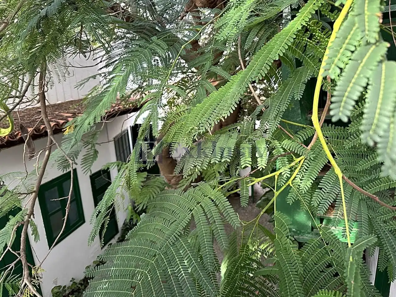 Jardín de Finca rústica en venta en Arico