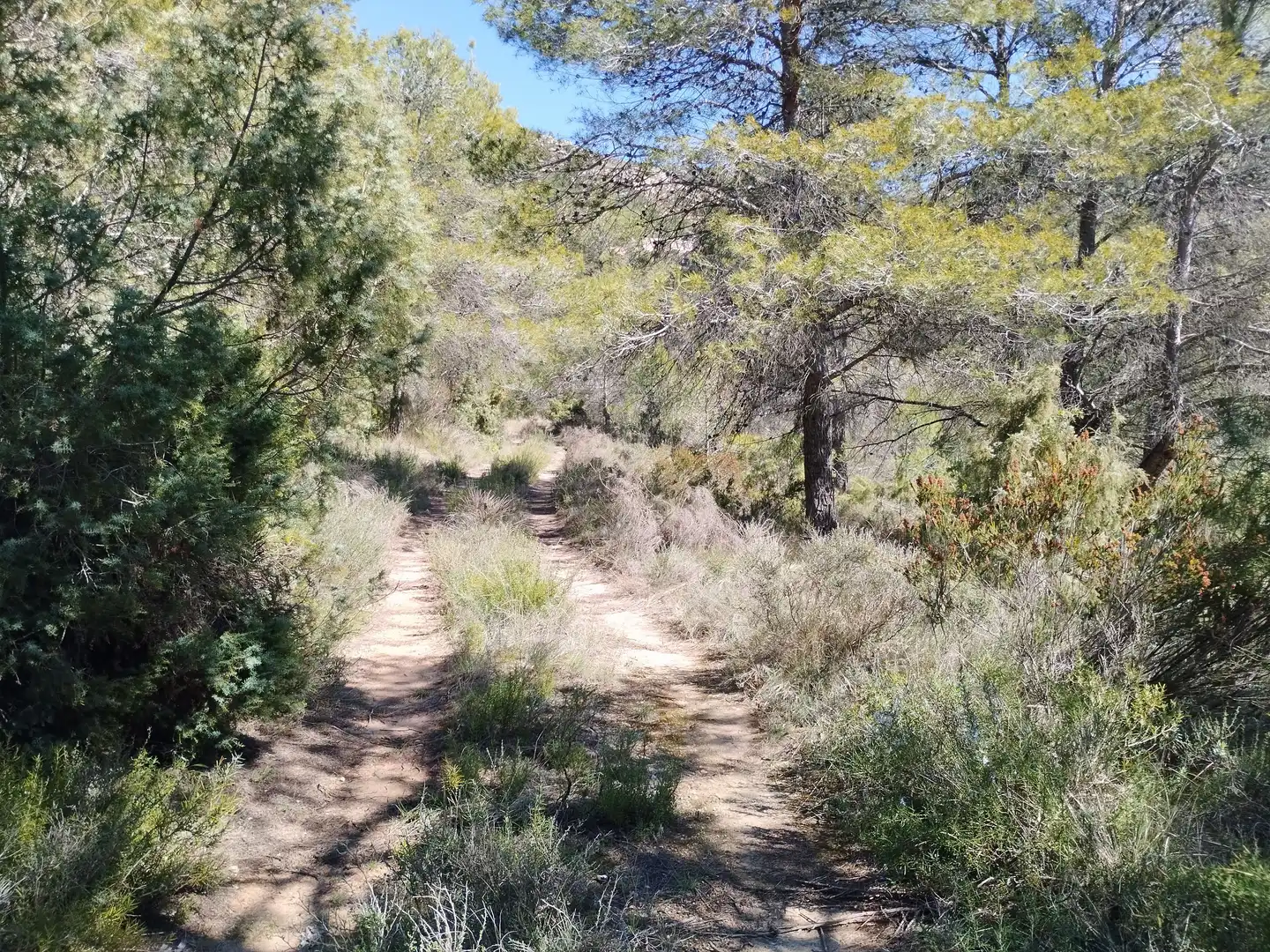 Terreno en venta en La Morera de Montsant