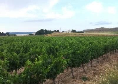 Land for sale in Yecla