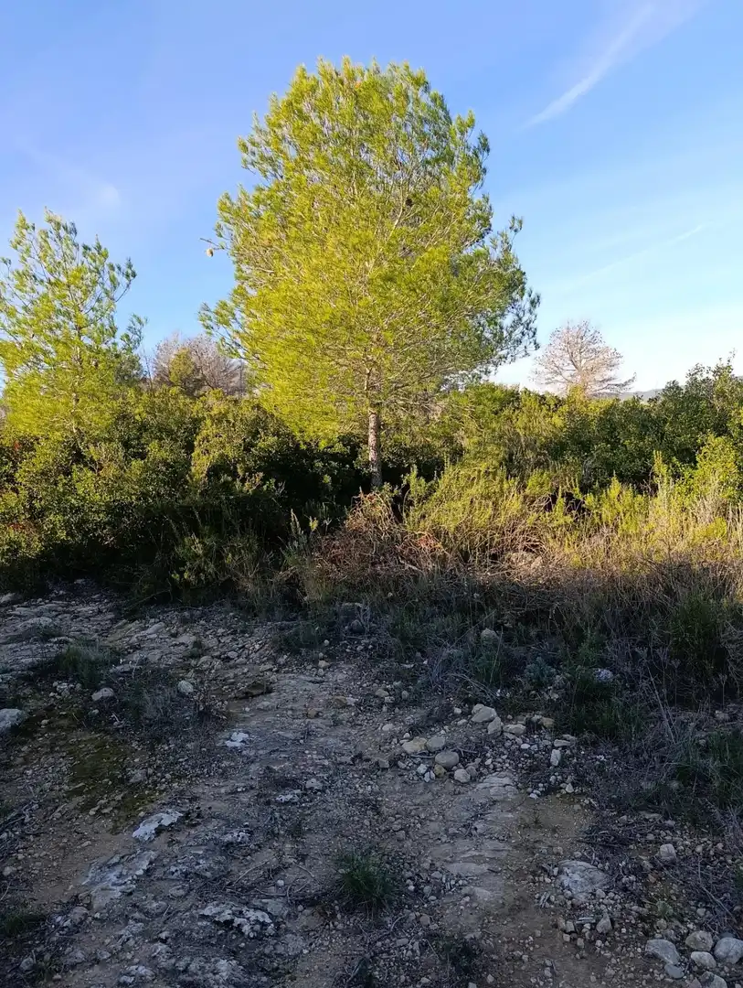 Terreny rústic en venda a Ribera de Molina - Torrealta, imagen 5