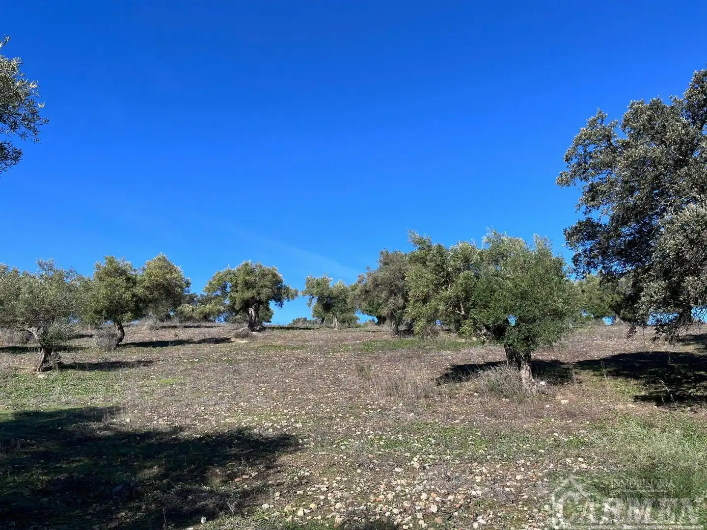 Finca rústica en venda en El Bosque