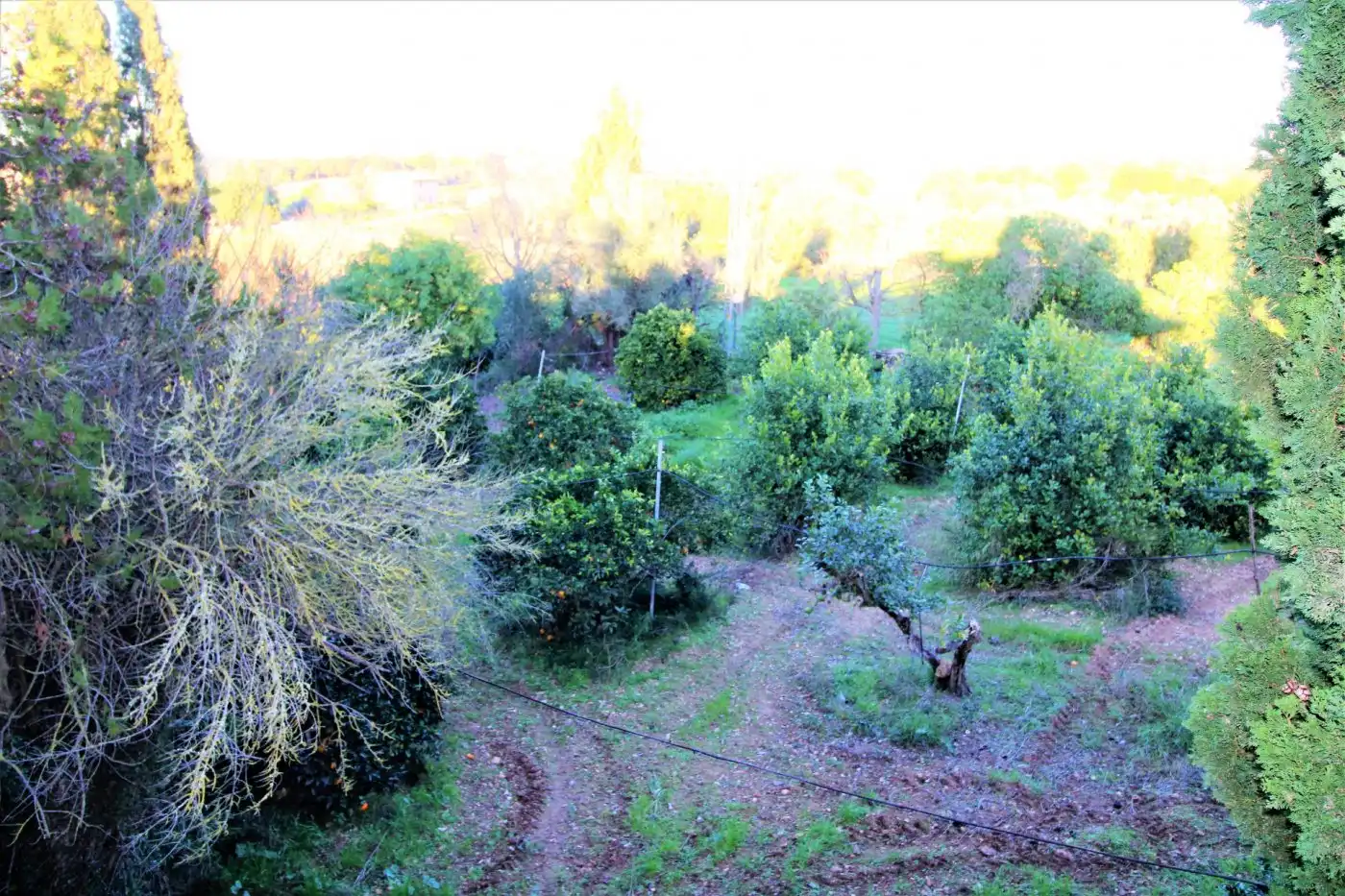 Casa rústica con piscina en venta en Llubí, imagen 19