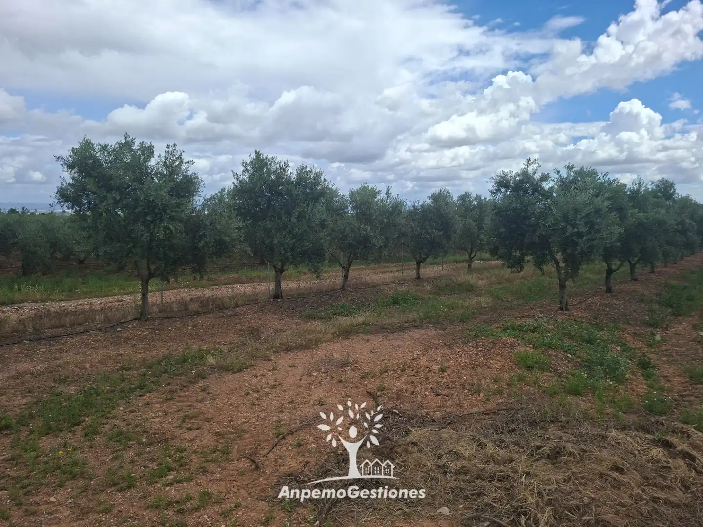 Terreno en venta en Palma del Río