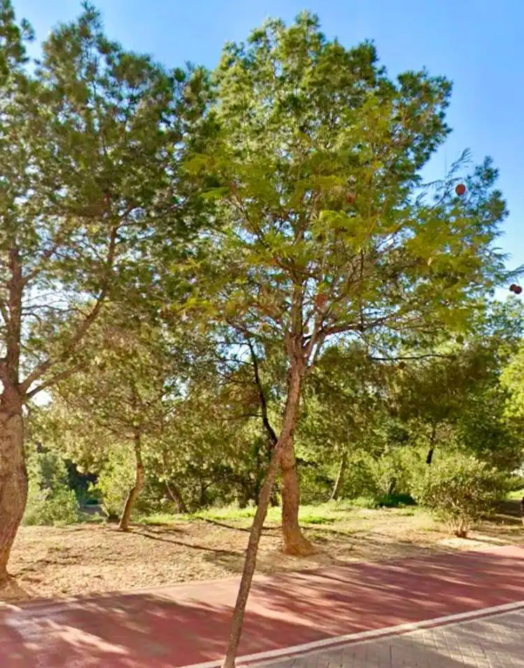 Appartement avec piscine à vendre à Calle Pdte. Adolfo Suárez 12, imagen 24