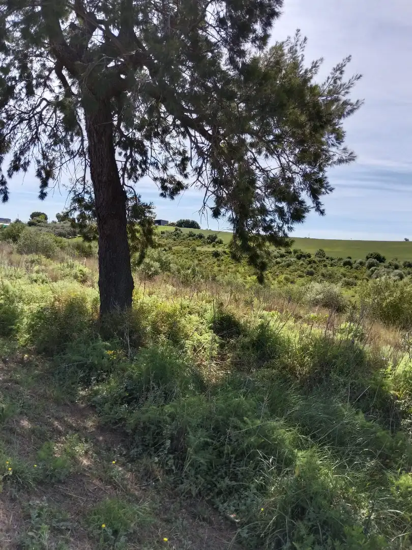 Terreny rústic en venda a Arcos de la Frontera, imagen 2