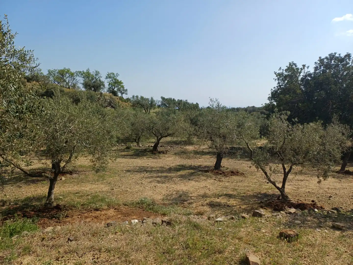 Terreno rustico in vendita a Riudecanyes, imagen 13