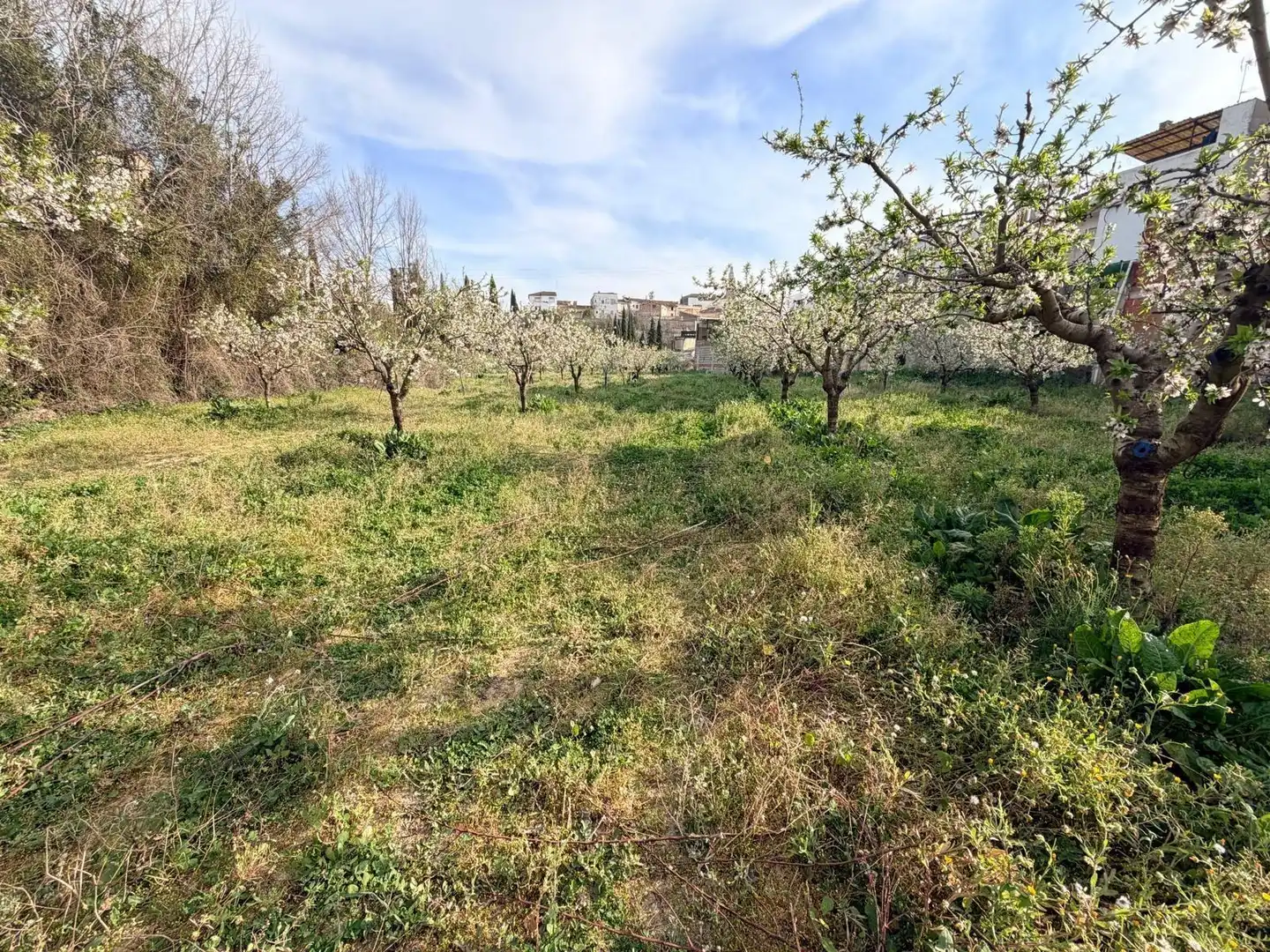 Terreno residenziale in vendita a Albaida, imagen 9