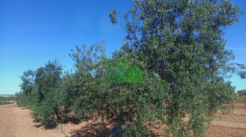 Photo 5 of Residential for sale in Corte de Peleas, Badajoz