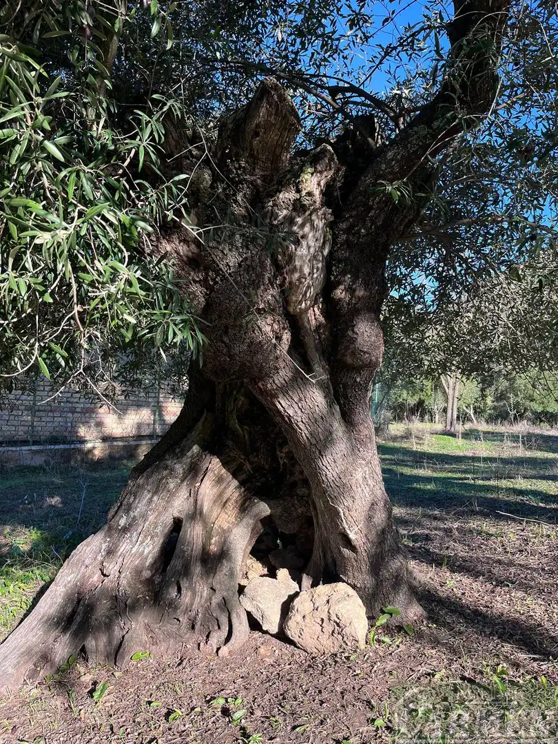 Jardí de Finca rústica en venda en El Bosque