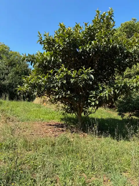Maison avec jardin à vendre à Loureda - Lañas - Barrañán, imagen 25