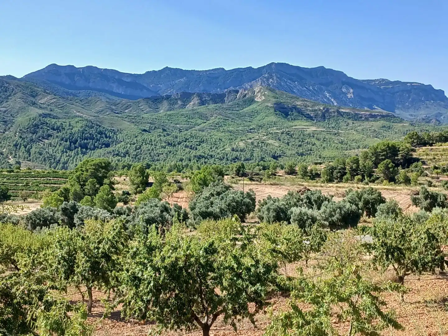 Rural land for sale in T334 13, imagen 6
