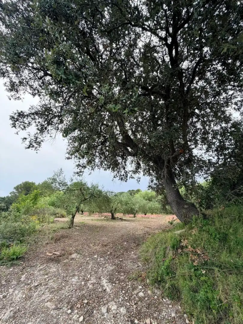 Terreno residenziale in vendita a Albaida, imagen 10