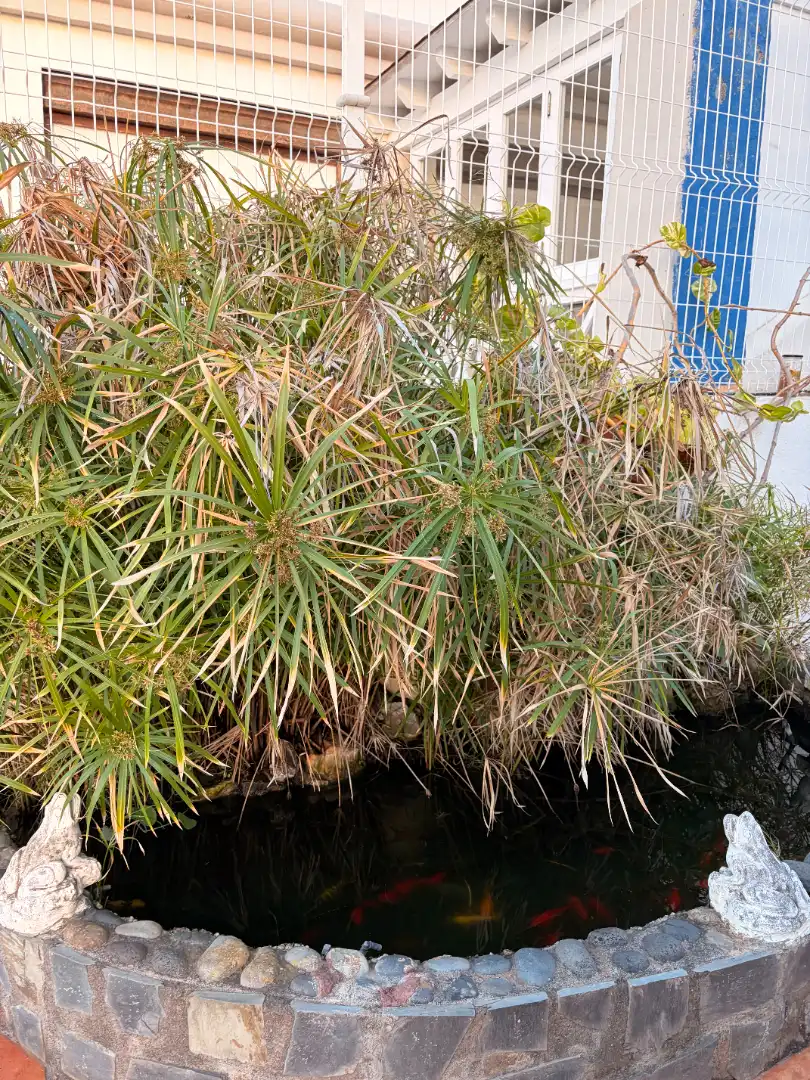 Jardí de Pis en venda en Santa Cruz de Tenerife amb Terrassa