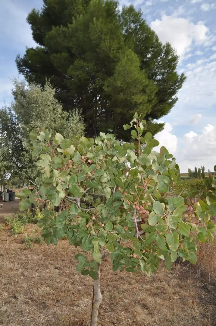 Garden of Residential for sale in Villanueva de Alcardete