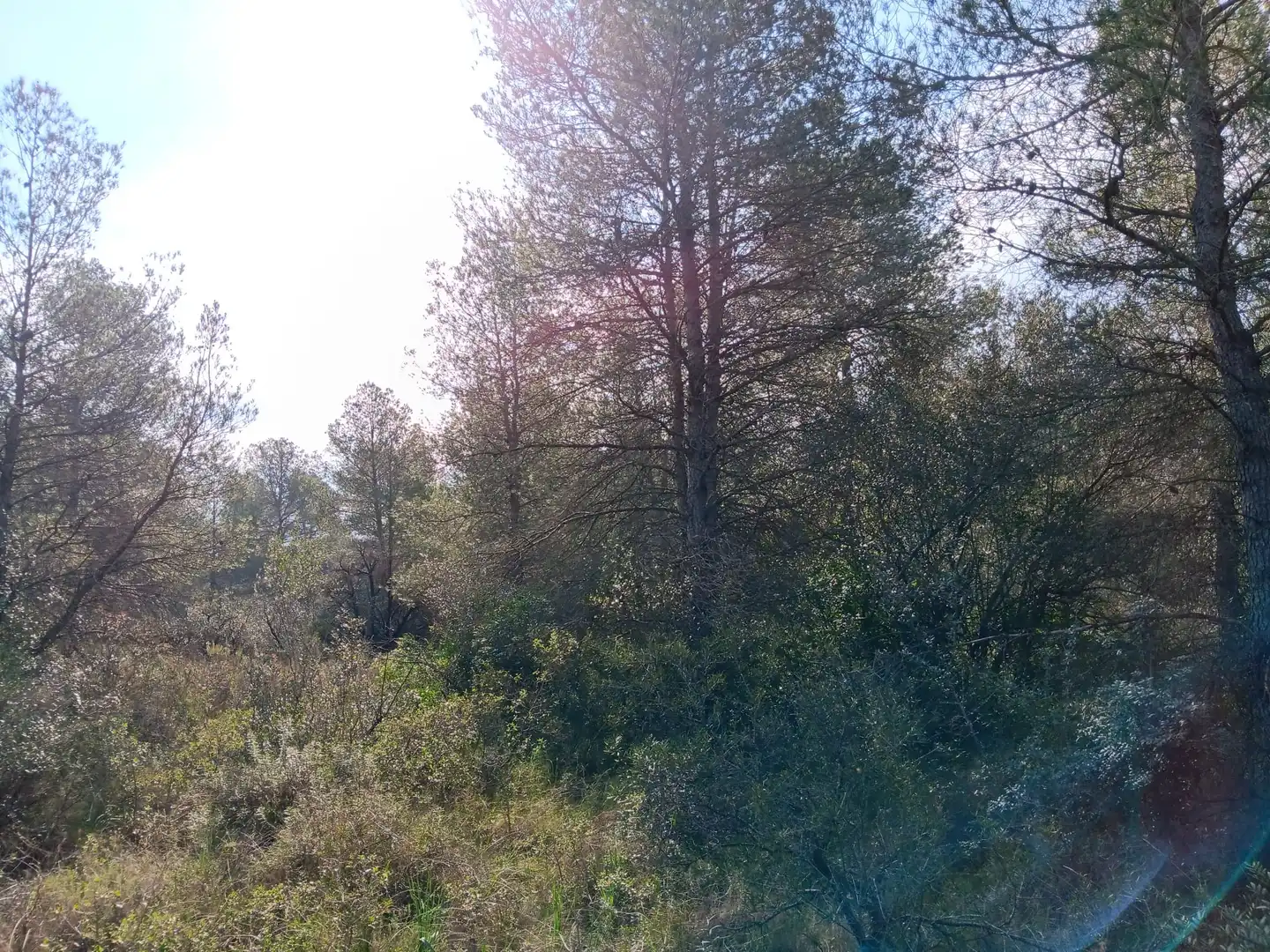 Lands and plots for sale in Ginestar, imagen 11