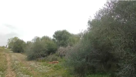 Terreny rústic en venda a Plaça Poligono 22 54, imagen 6