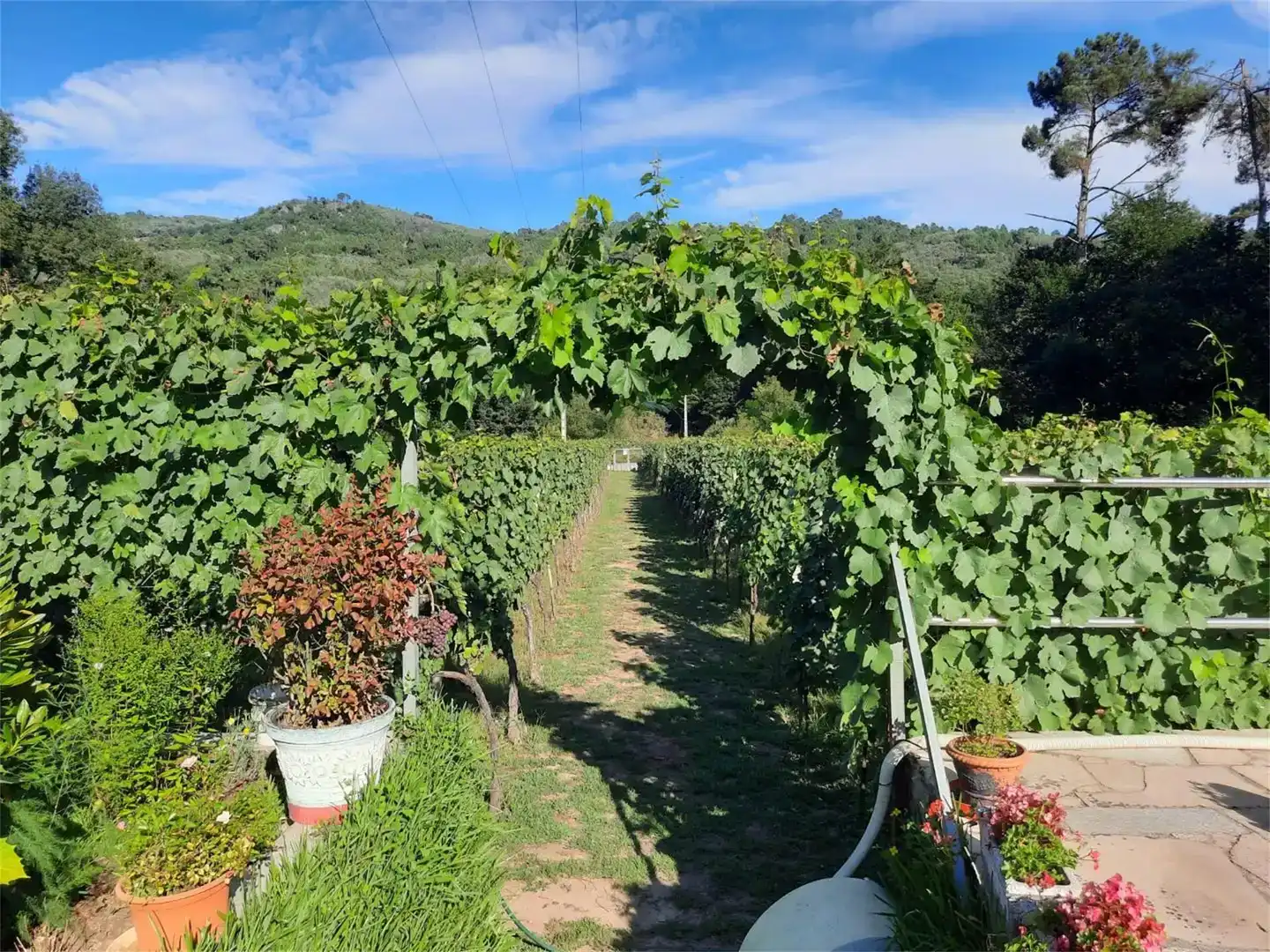 Jardí de Finca rústica en venda en Leiro amb Piscina i Balcó