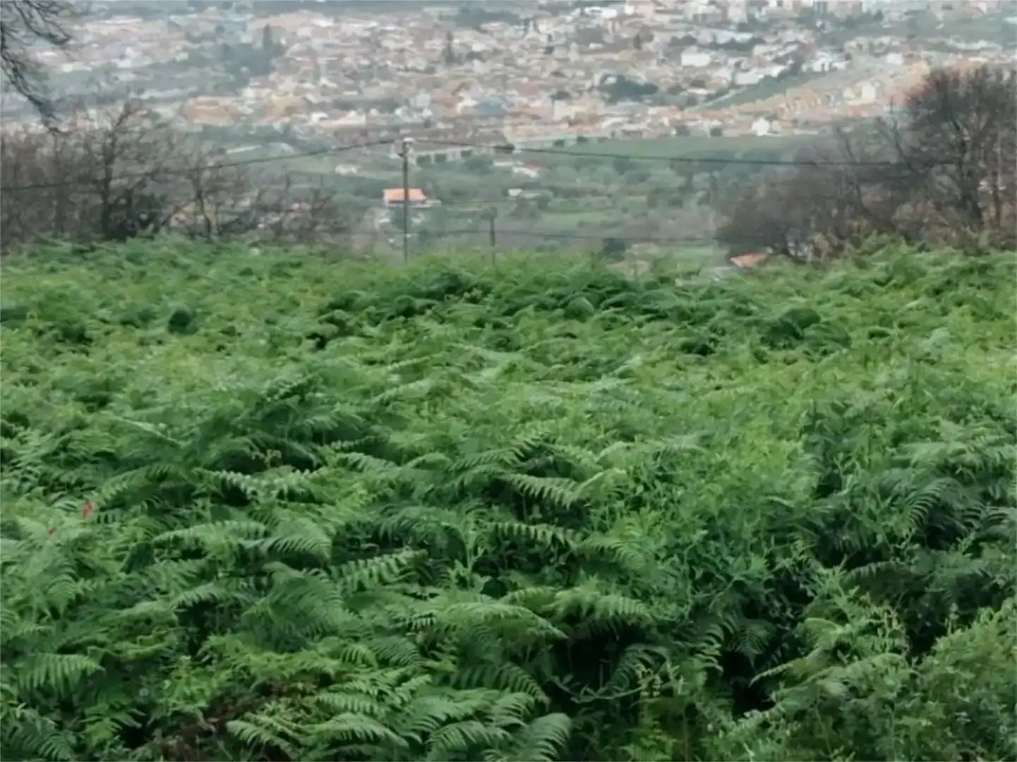 Finca rústica en venda en La Orotava