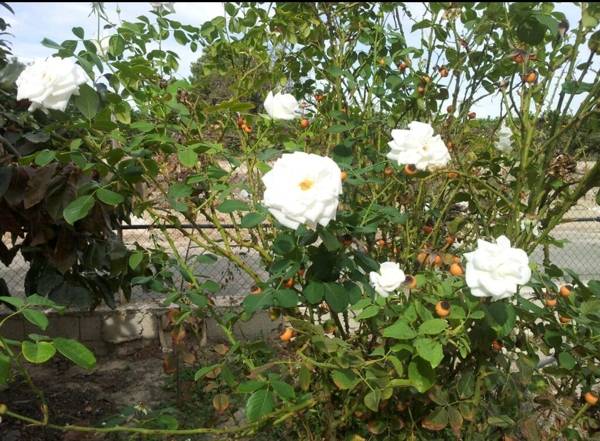 Casa-chalet en Venta en Perleta - Maitino