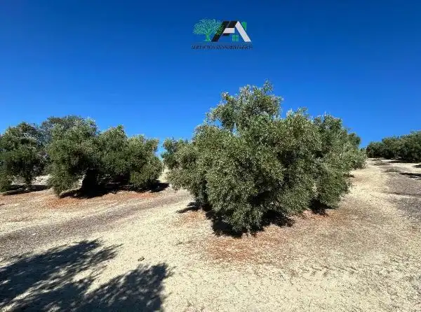 Terreni e lotti in vendita a Calle de la Magdalena, imagen 7