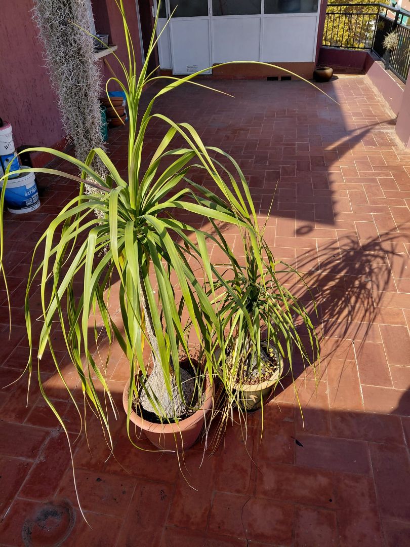 Garden of Attic for sale in El Prat de Llobregat  with Terrace and Furnished