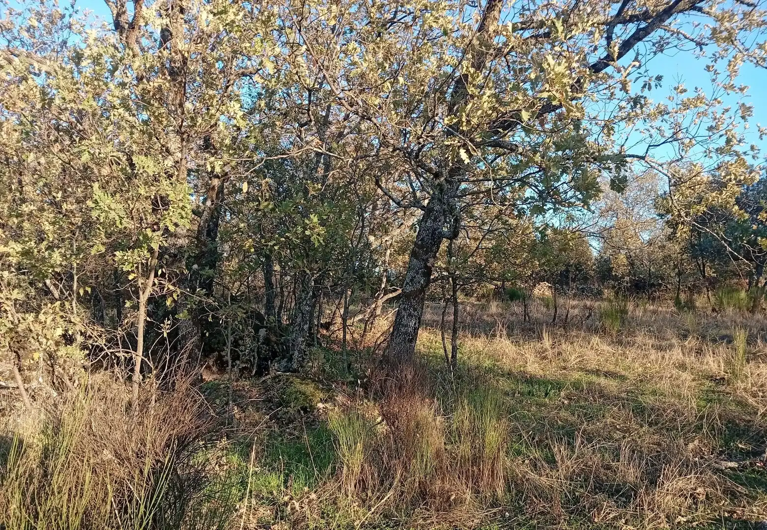 Terreni e lotti in vendita a Viandar de la Vera, imagen 36