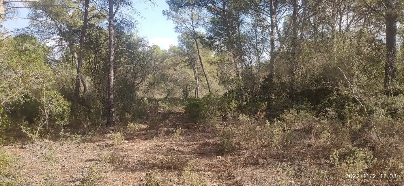 Terrain résidentiel à vendre à Algaida, imagen 2