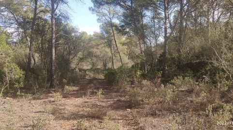 Finca de pinar no edificable, imatge 2