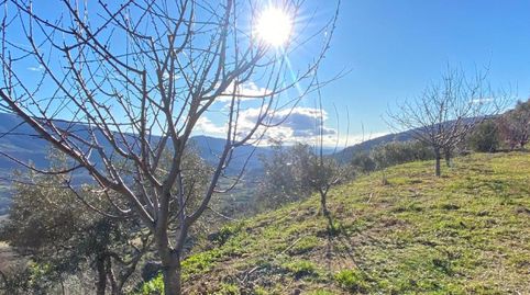 Finca de Cerezos Tempranos en El Torno (5.500 m²) – Alta Rentabilidad y Crecimiento, immagine 2
