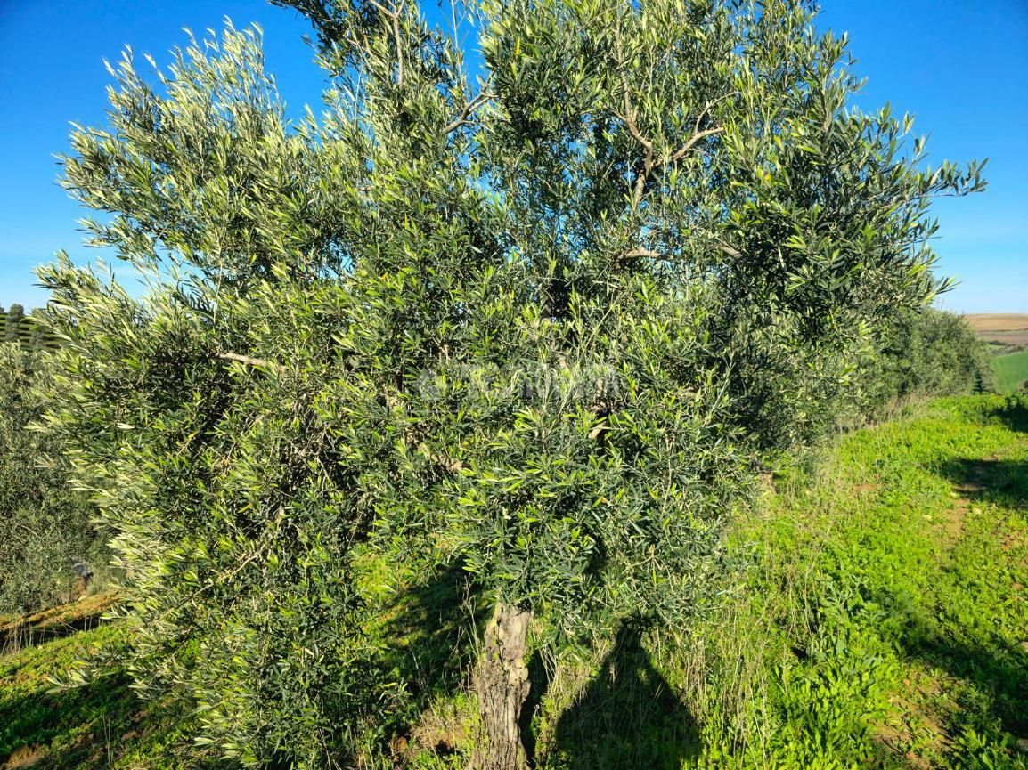 Land for sale in El Coronil