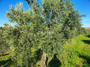 Terreno rustico in vendita a El Coronil
