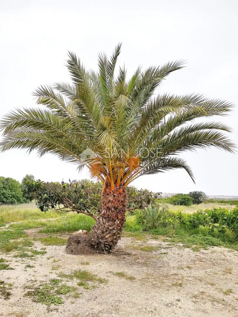 Finca rústica en venda en Elche / Elx