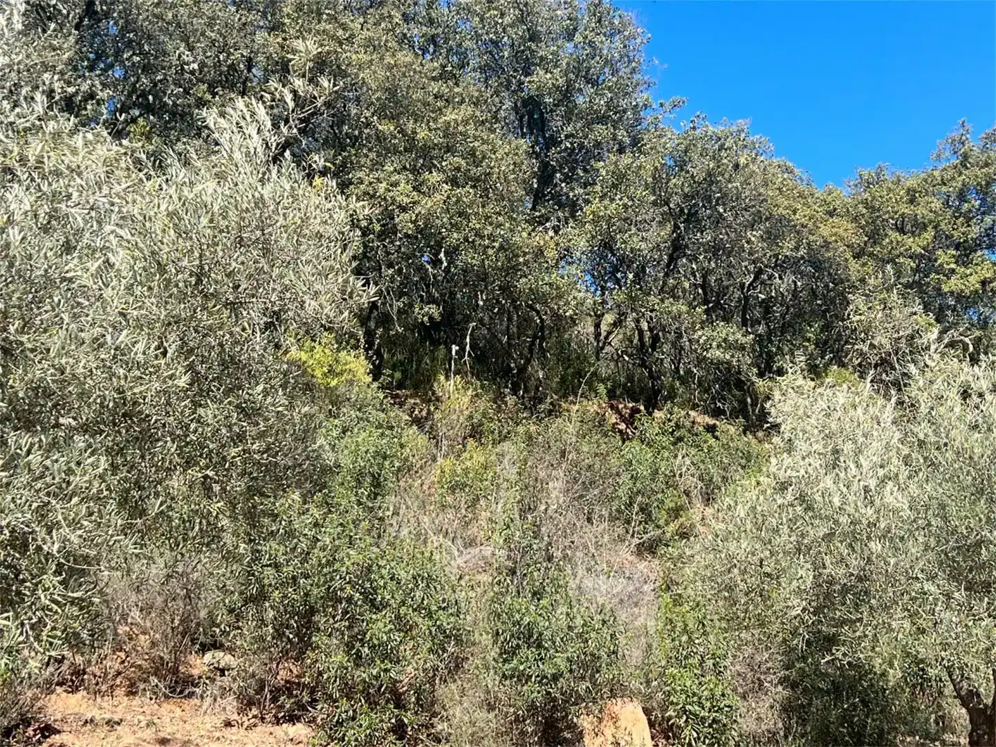 Finca rústica en venta en Castañar de Ibor con Piscina