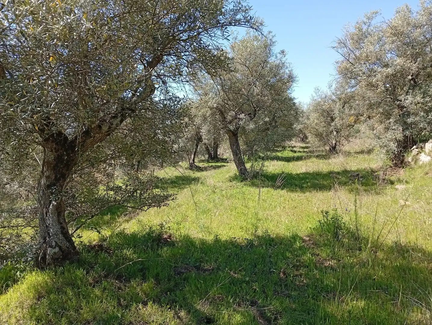Terreni e lotti in vendita a Valverde de la Vera, imagen 26